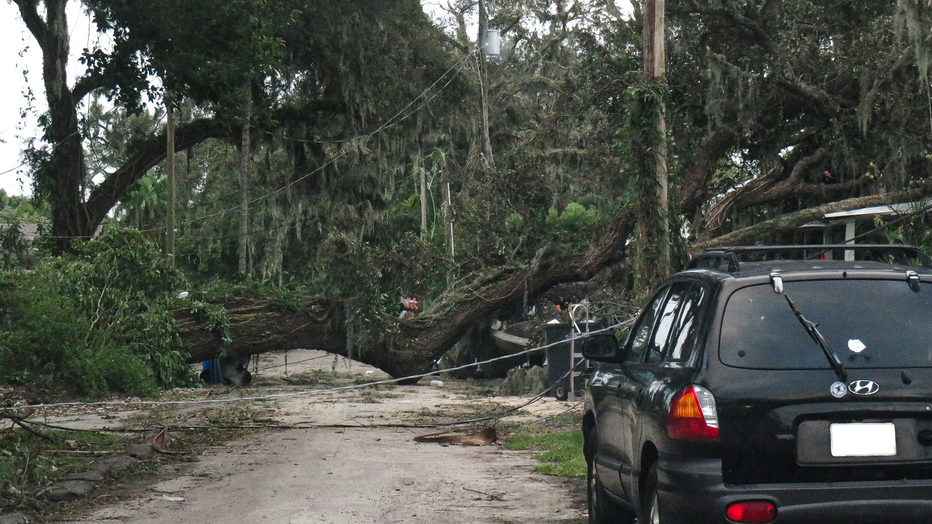 Storm-damaged tree fallen across road