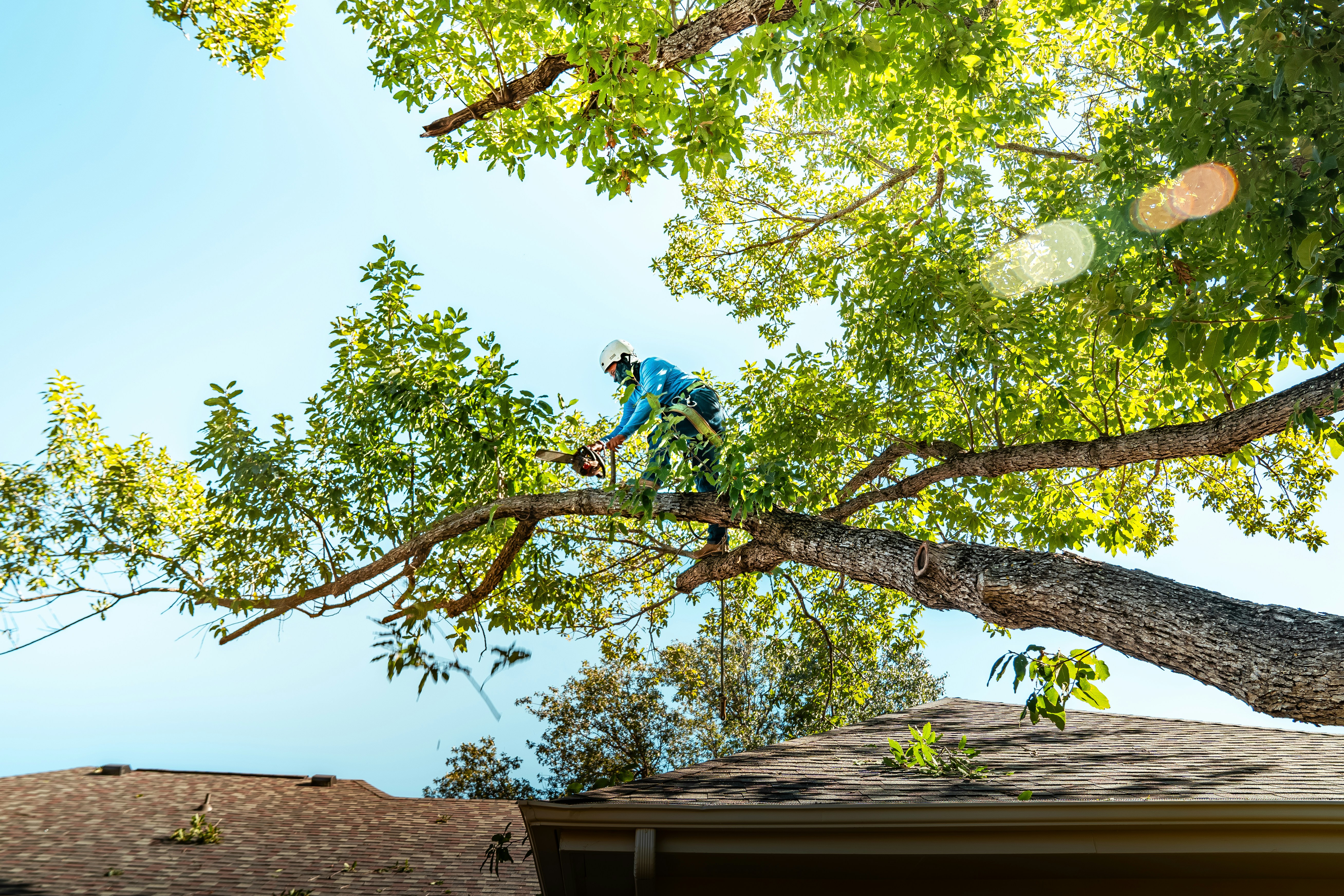 Tree service crew trimming branches over rooftop